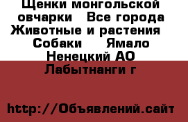 Щенки монгольской овчарки - Все города Животные и растения » Собаки   . Ямало-Ненецкий АО,Лабытнанги г.